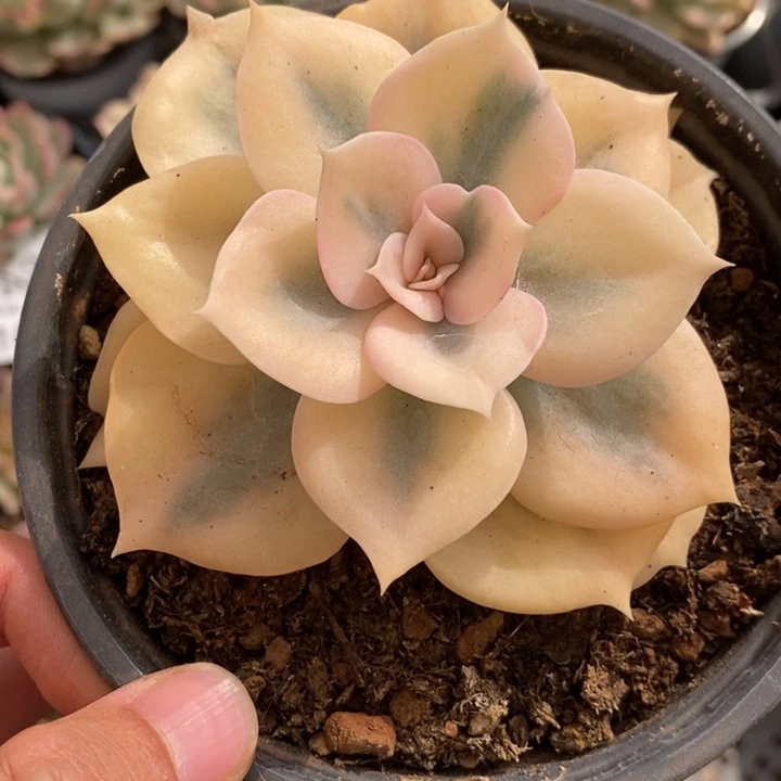 双子座多肉植物A2183