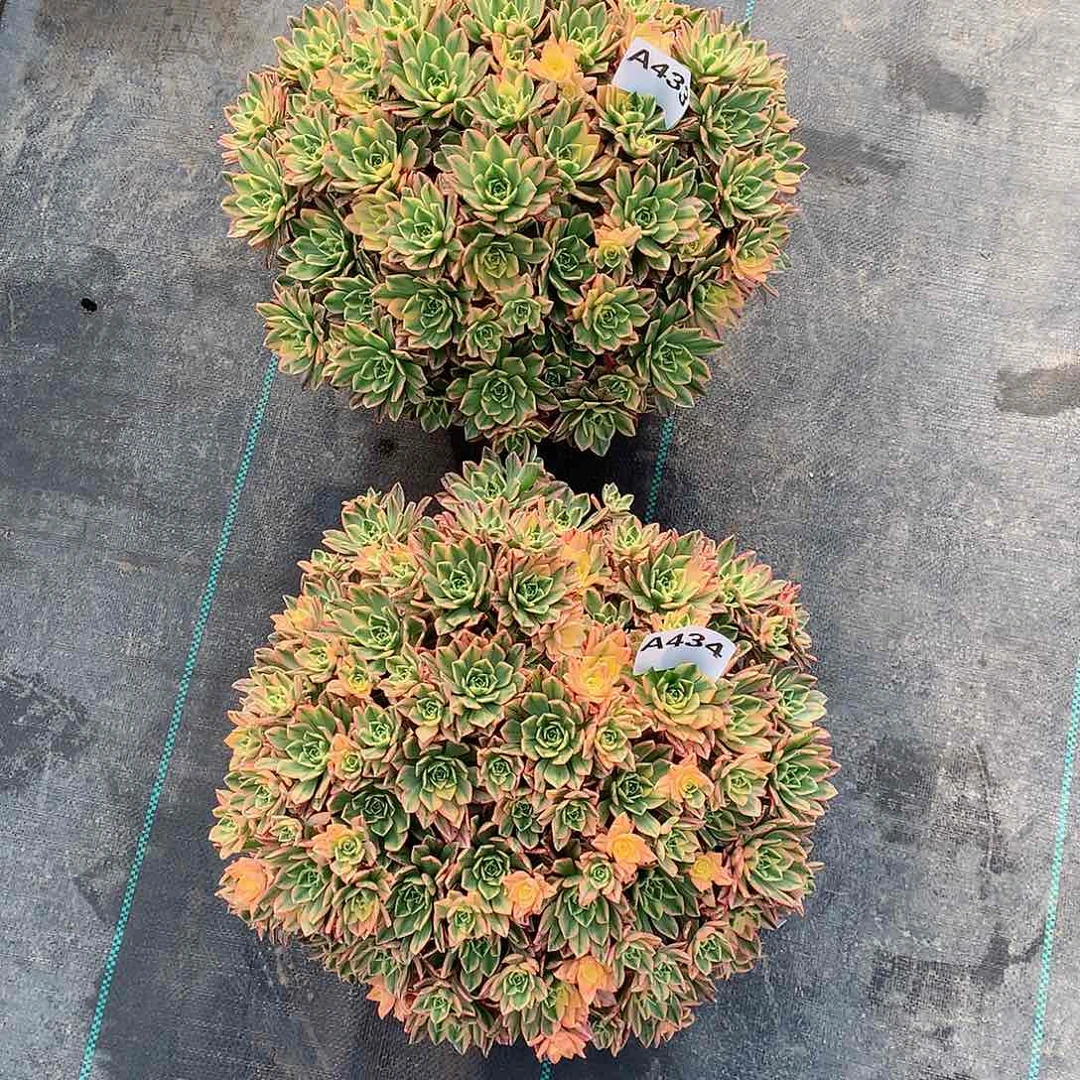 在**方433.434.甜茶两颗多肉植物