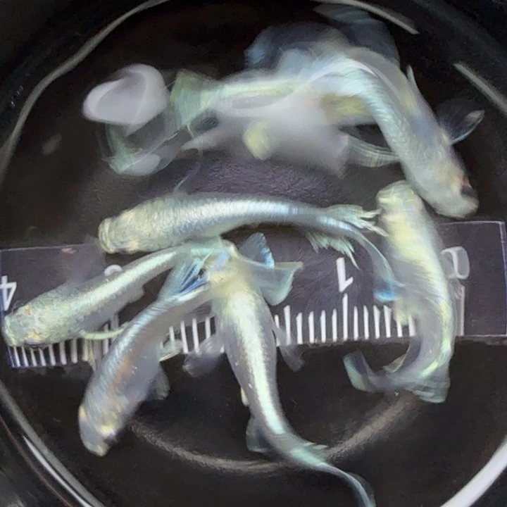 青鳉鱼短体天使5号