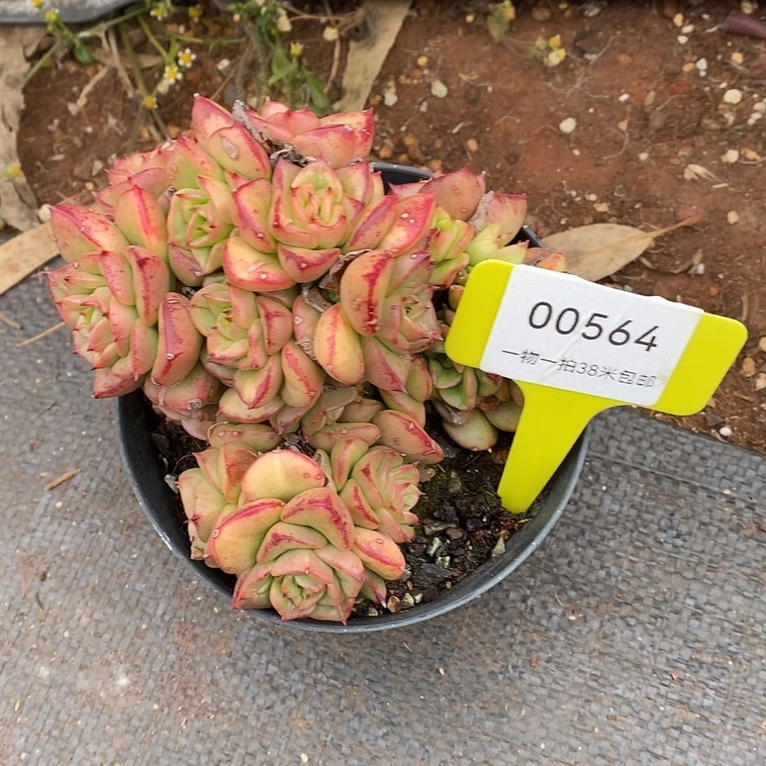 564人与人咯某我呢