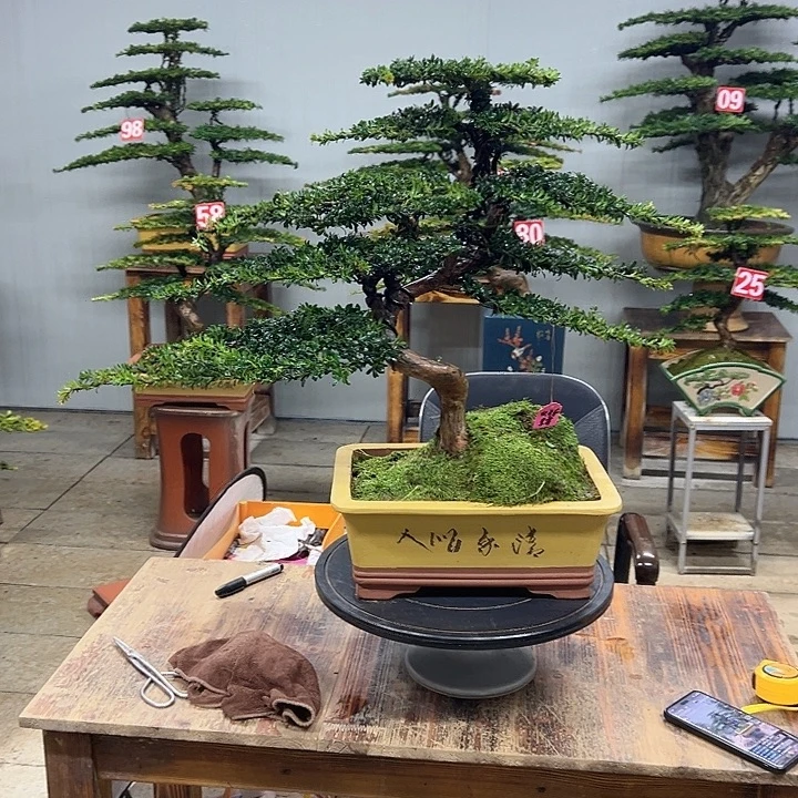 无花朵红芽珍珠罗汉松