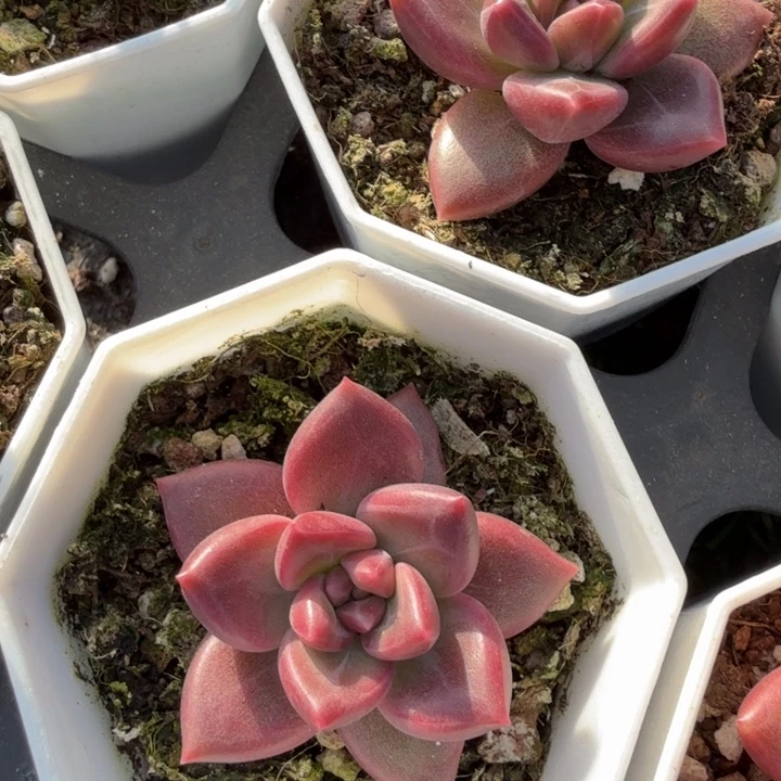 迷雾泡泡单头。