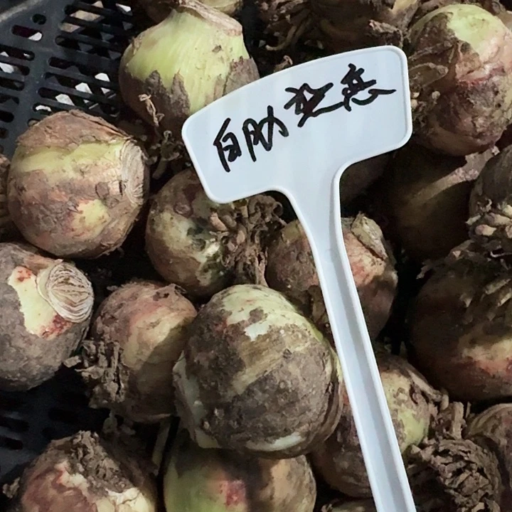 白肋热恋朱顶红一棵5+