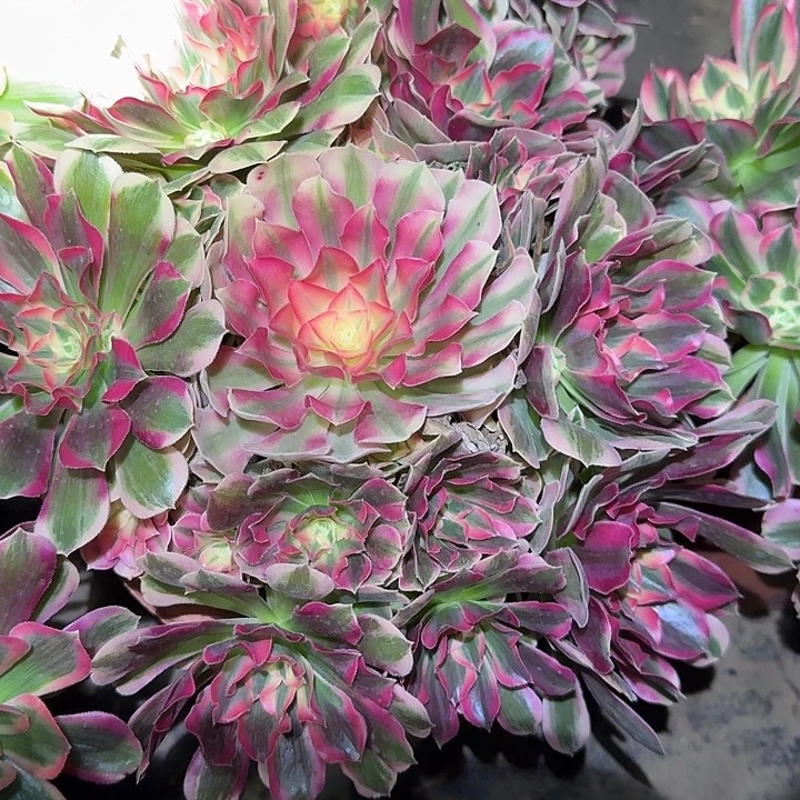 新品种妖月捧花开播福利