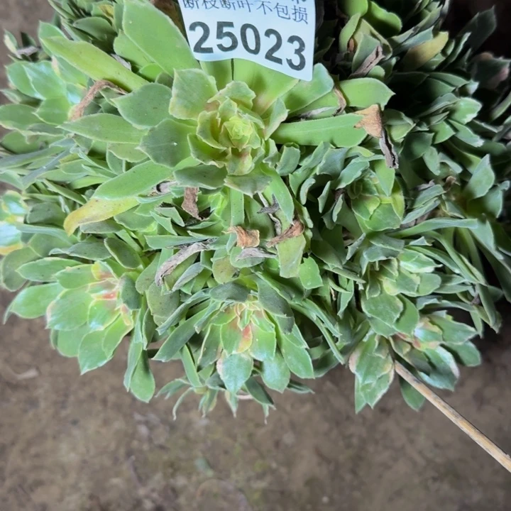 25023光辉七彩多肉植物