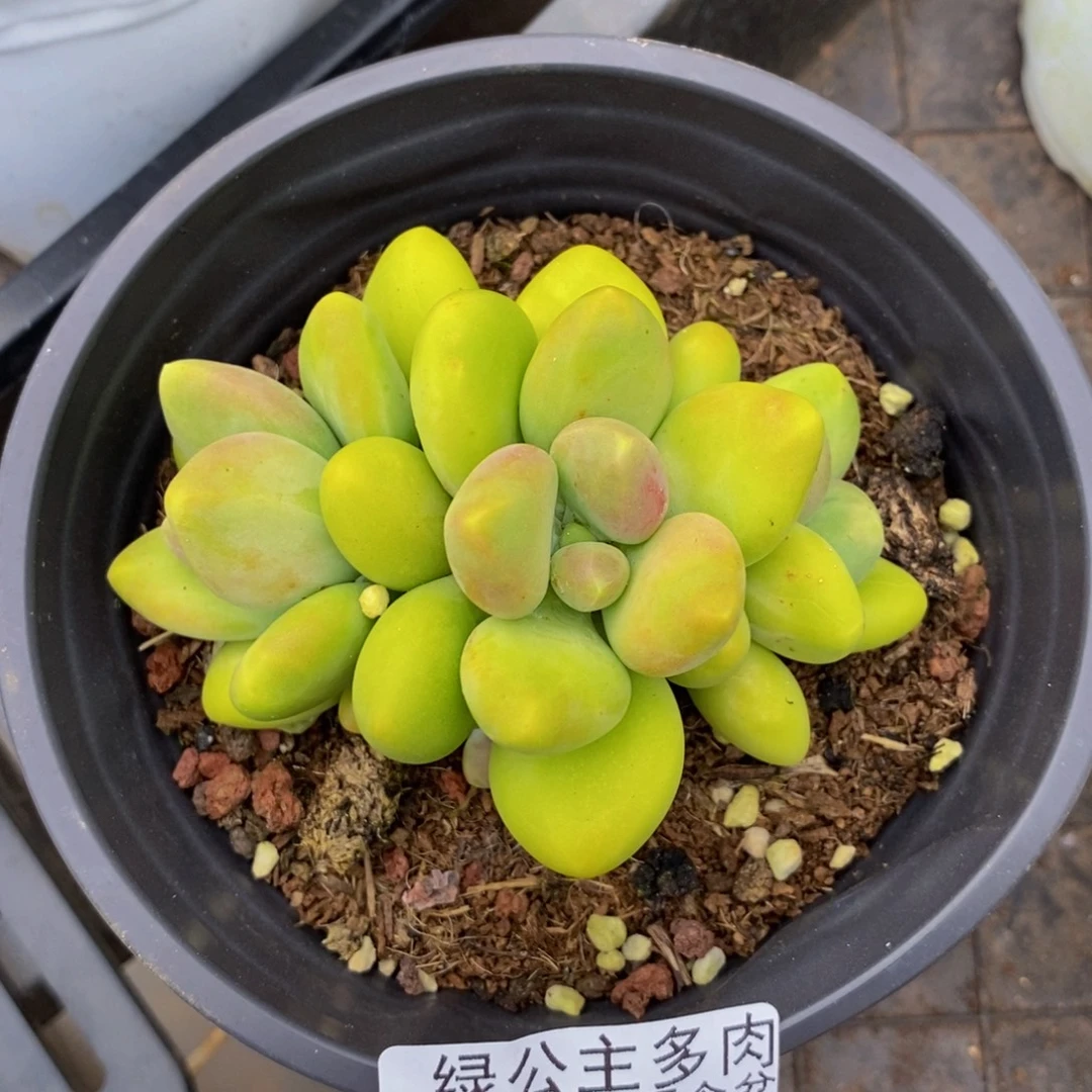 535芒果奶kk奶多肉7cm
