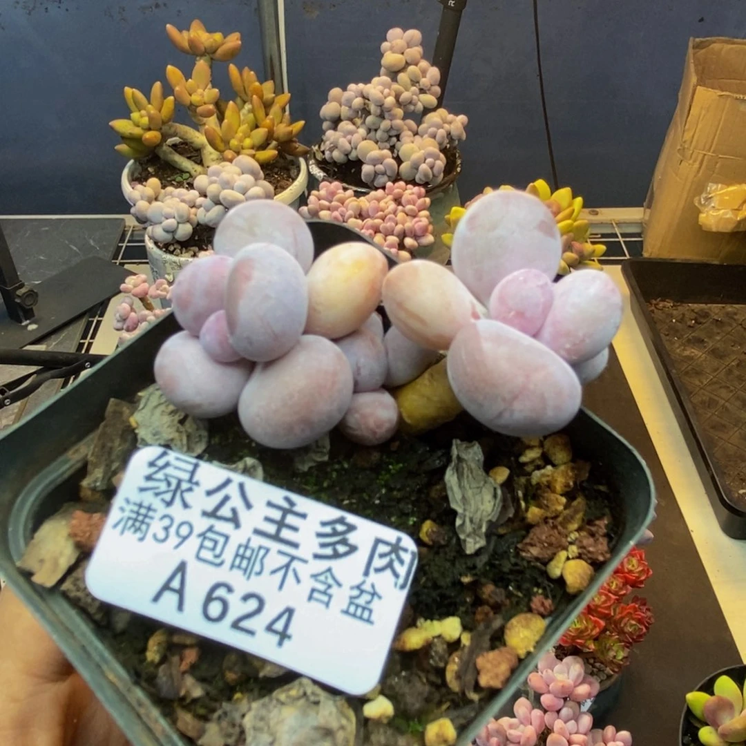 624蛋黄奶多肉5c m