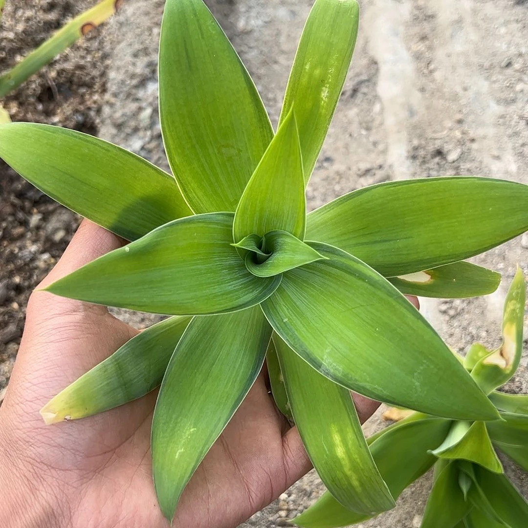 狐尾浅中斑 龙舌兰