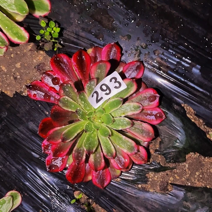 293变异多肉植物
