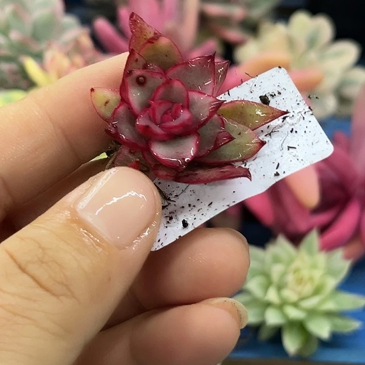 3381吉赛尔腹轮锦炸多肉植物