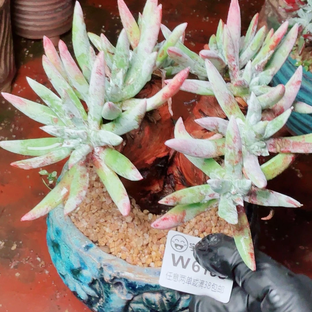 6188文森特仙女杯多肉