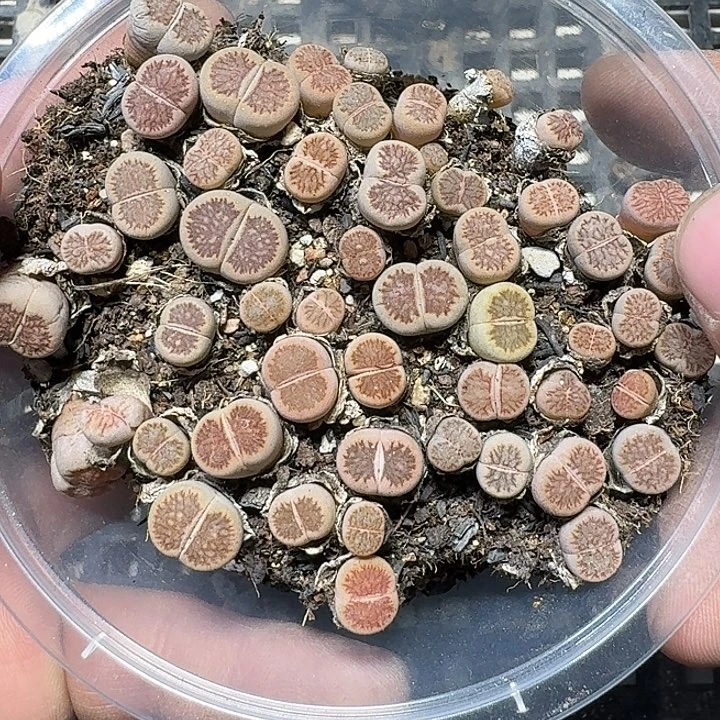 267 多肉植物多肉植物