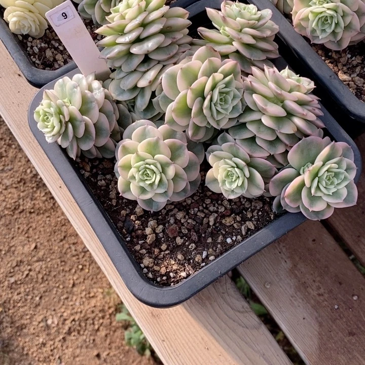 等*阳9多肉一物一拍