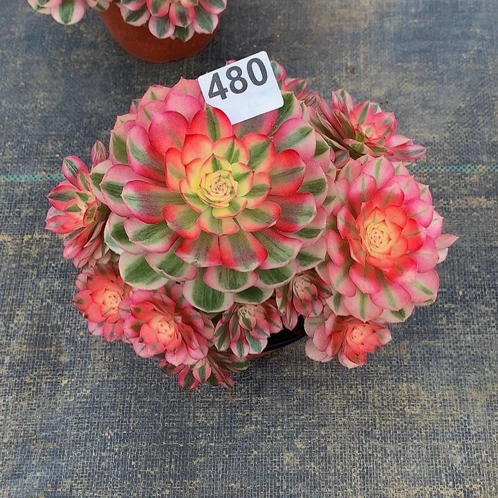 含***草多肉法师荔枝48000