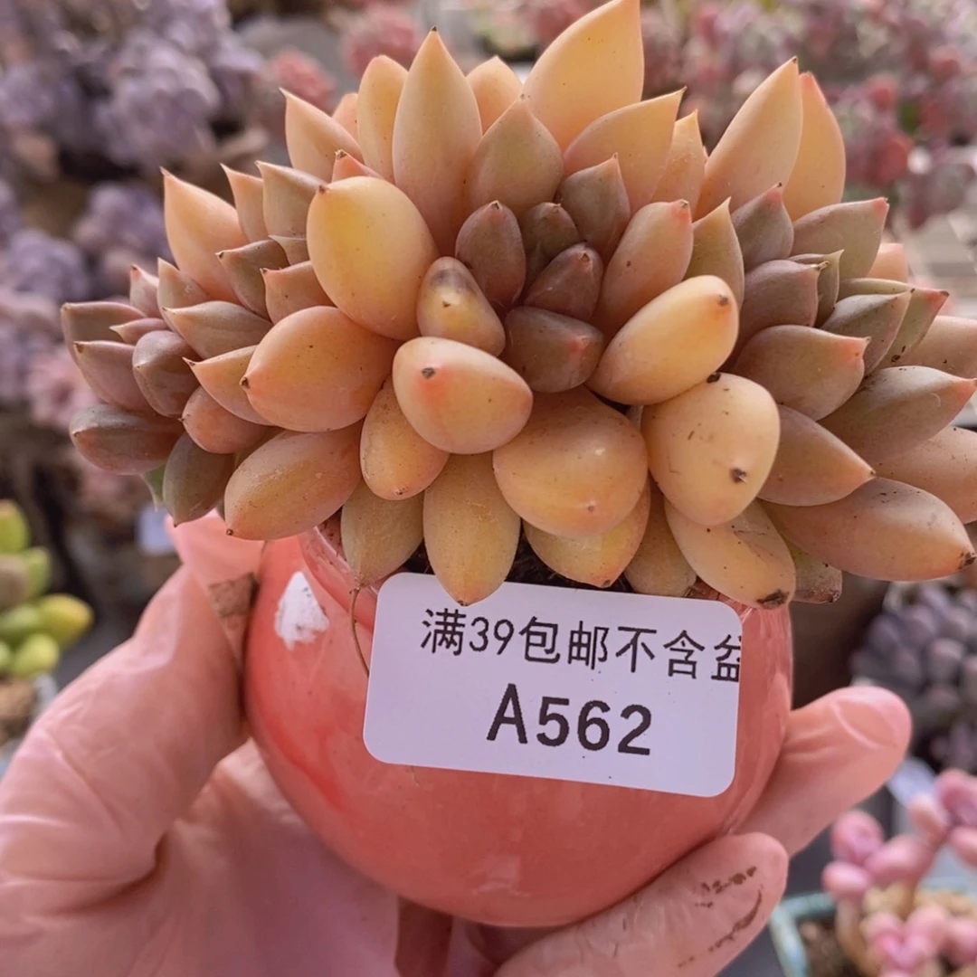 黄金象牙奶8cm562多肉植物