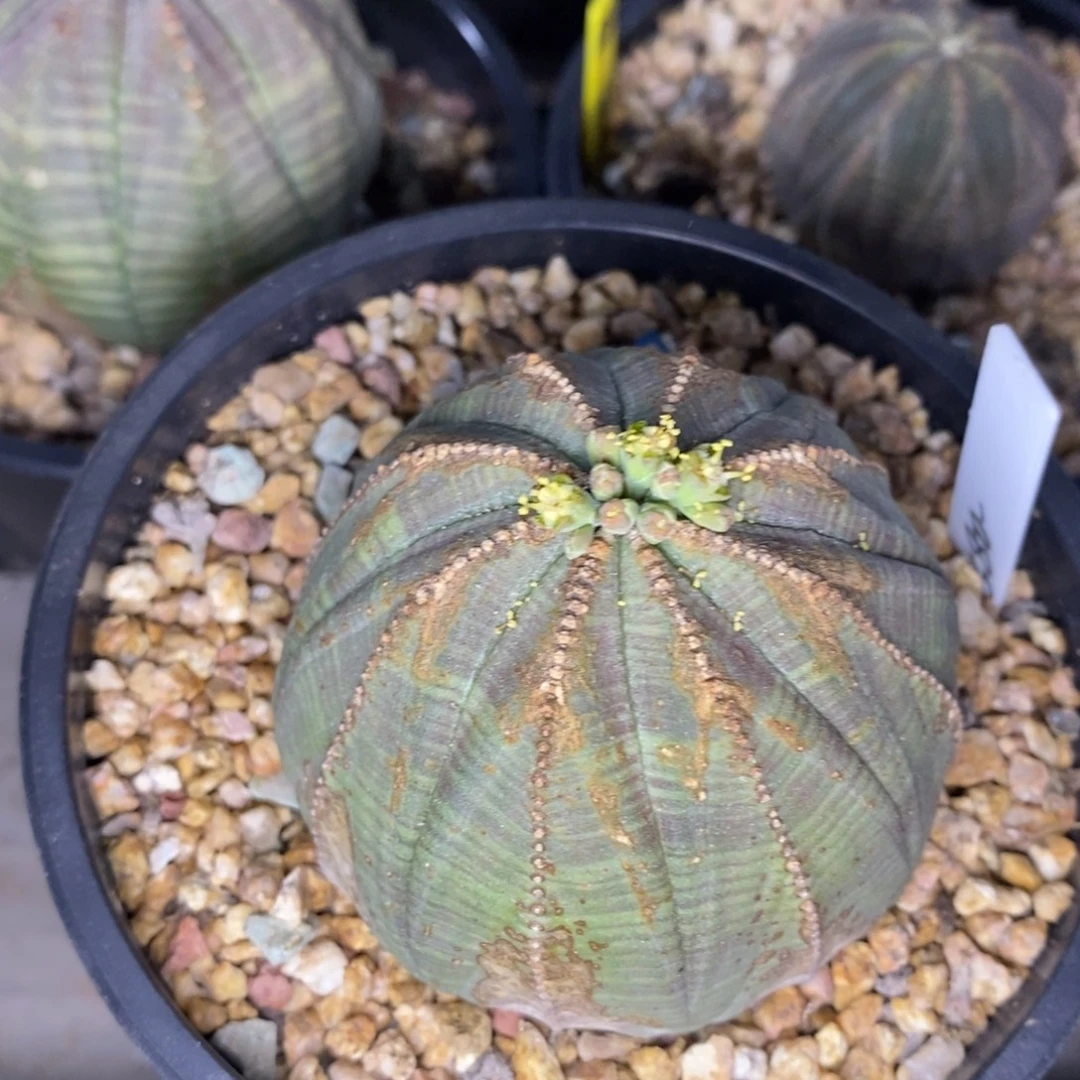 17欧系实生布纹球一物一拍