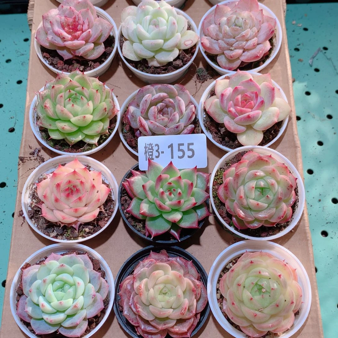 3-155一物一拍多肉带盆18颗
