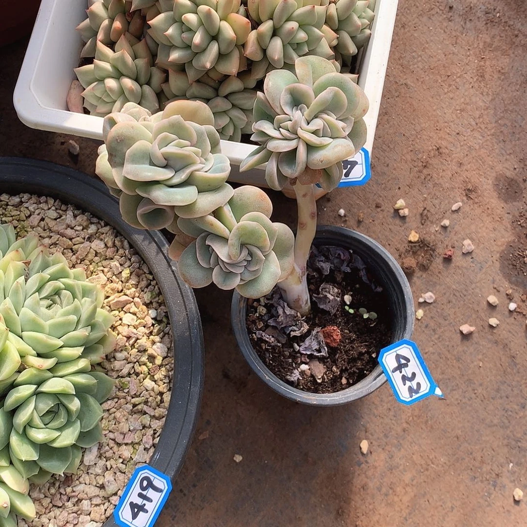 422可爱玫瑰 一物一拍多肉