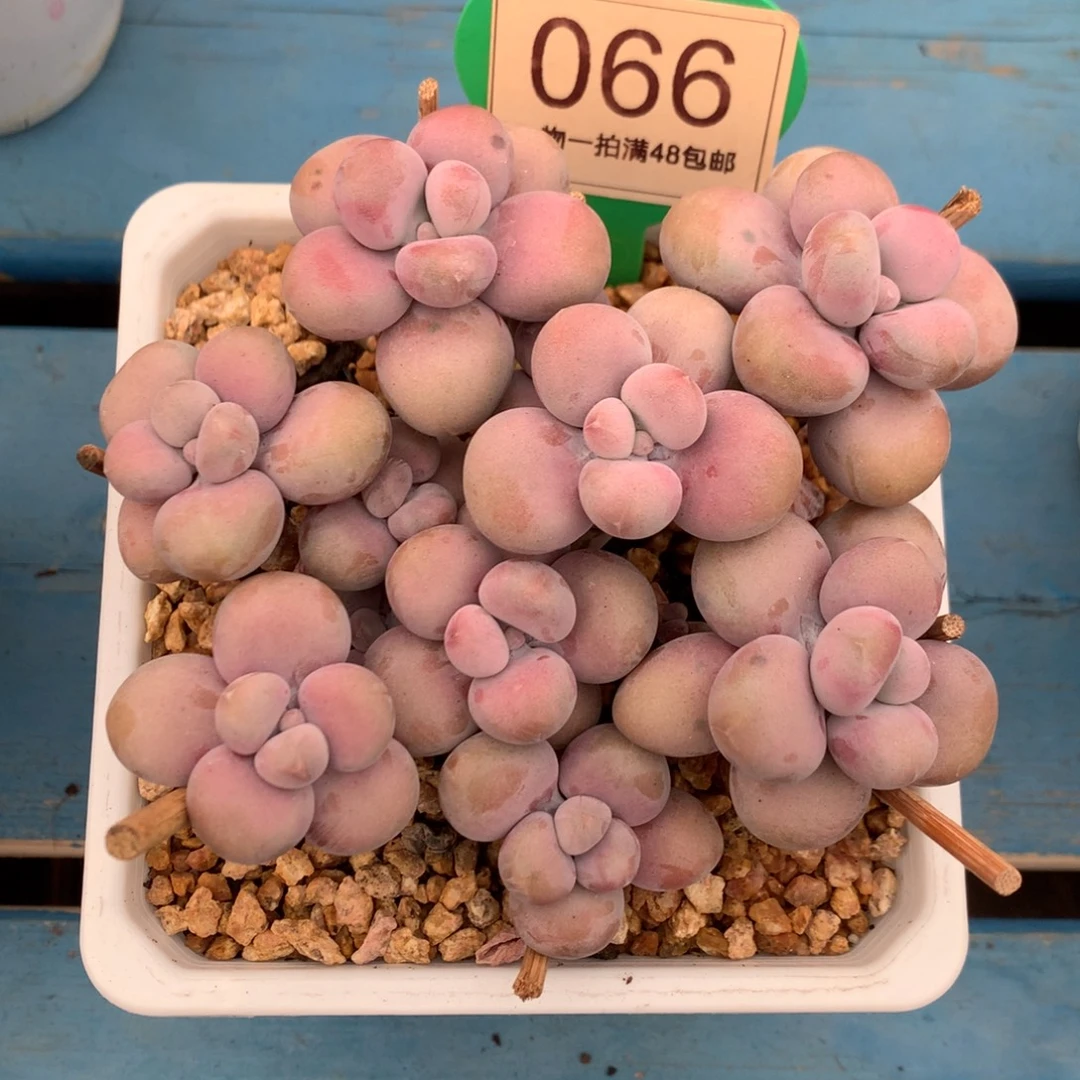 腰子蛋老桩无砍平头066