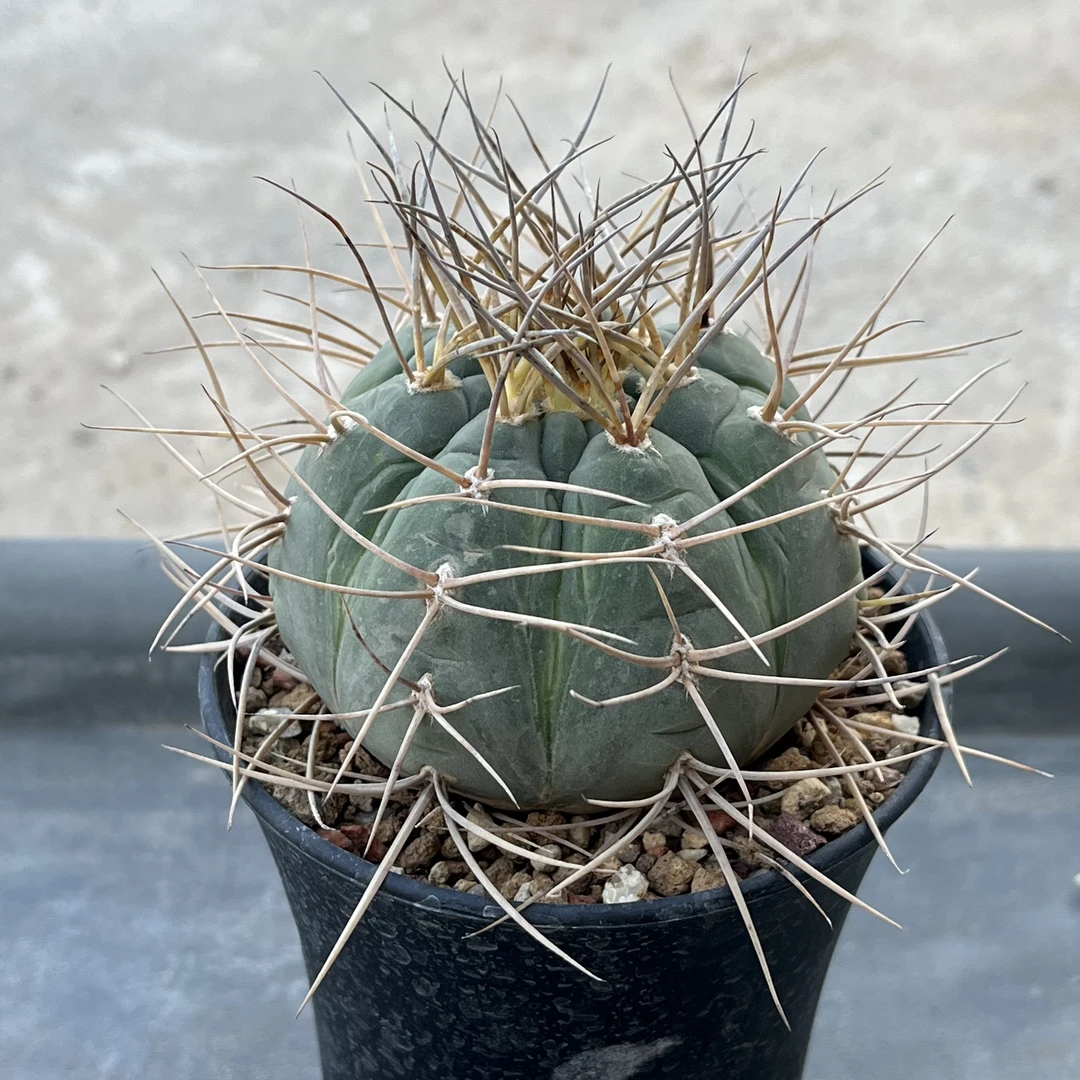 渡边光淋玉实生母本7cm仙人球无刺桌面防辐射小盆栽易养