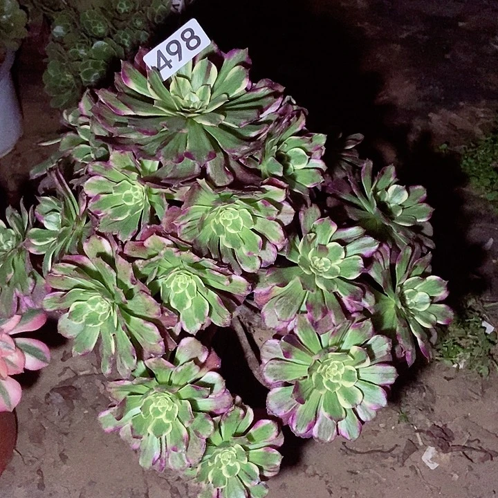 姹紫嫣红多肉498多肉不包断