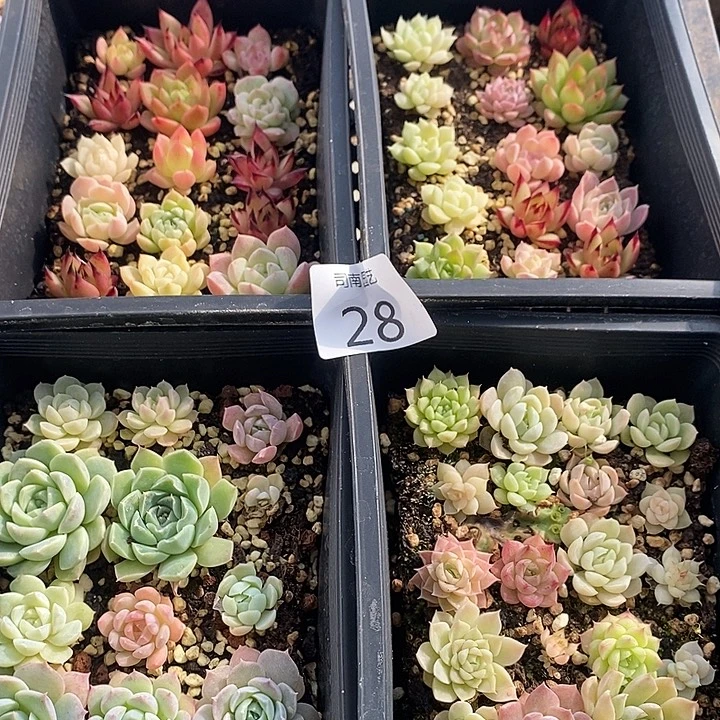 28 多肉植物盆栽花卉
