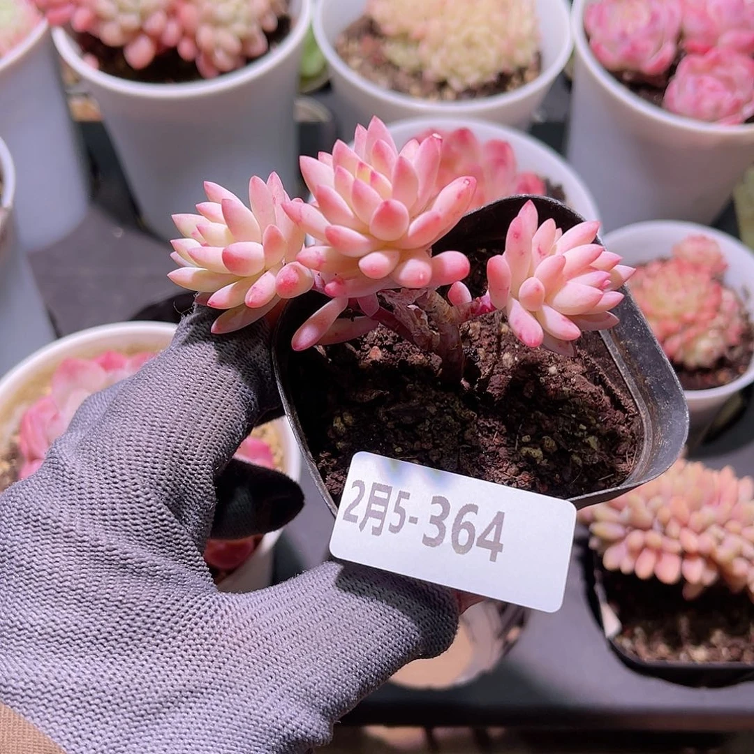 花05-364树冰三头