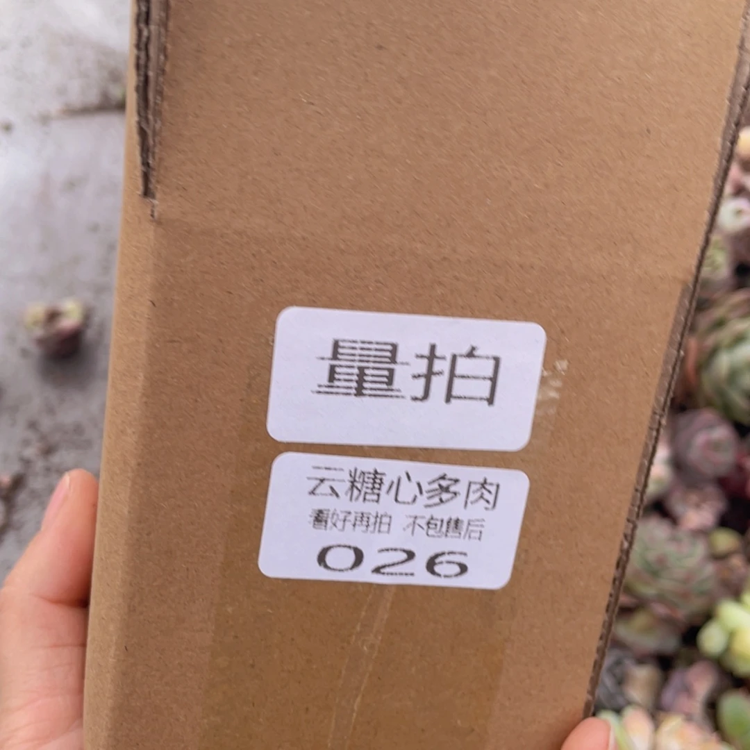 云糖心多肉植物026