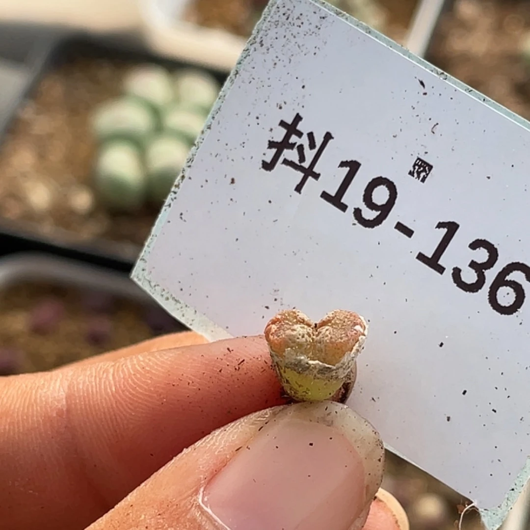叁***呀19-136肉锥多肉植物