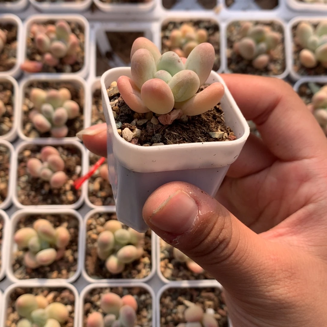 小泡芙奶酪多肉植物