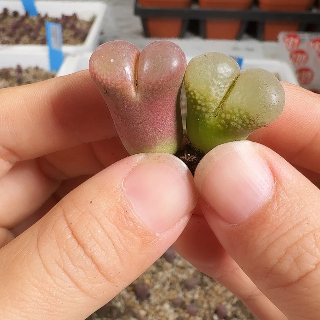 多肉植物福利风铃230