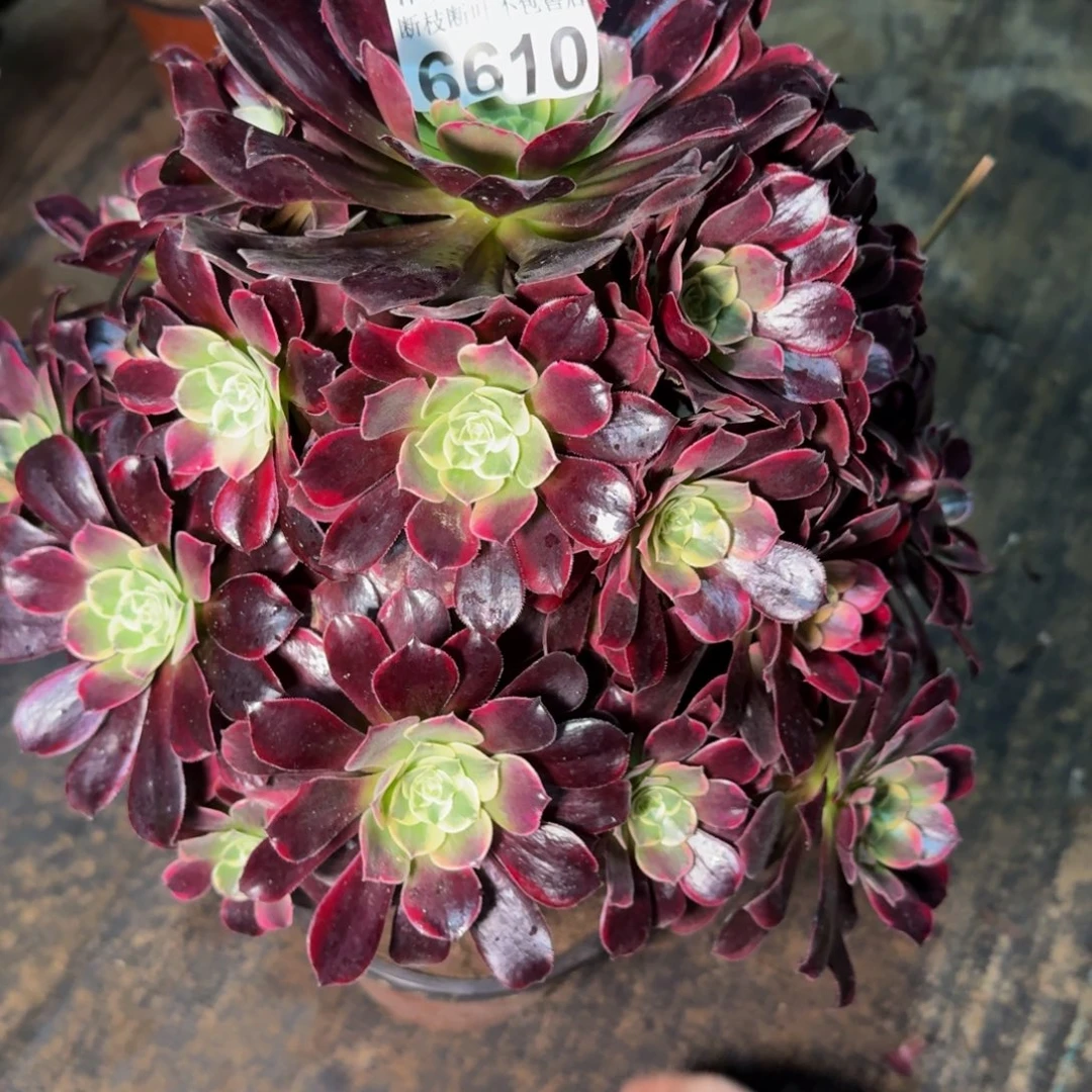 6610金丝雀多肉植物