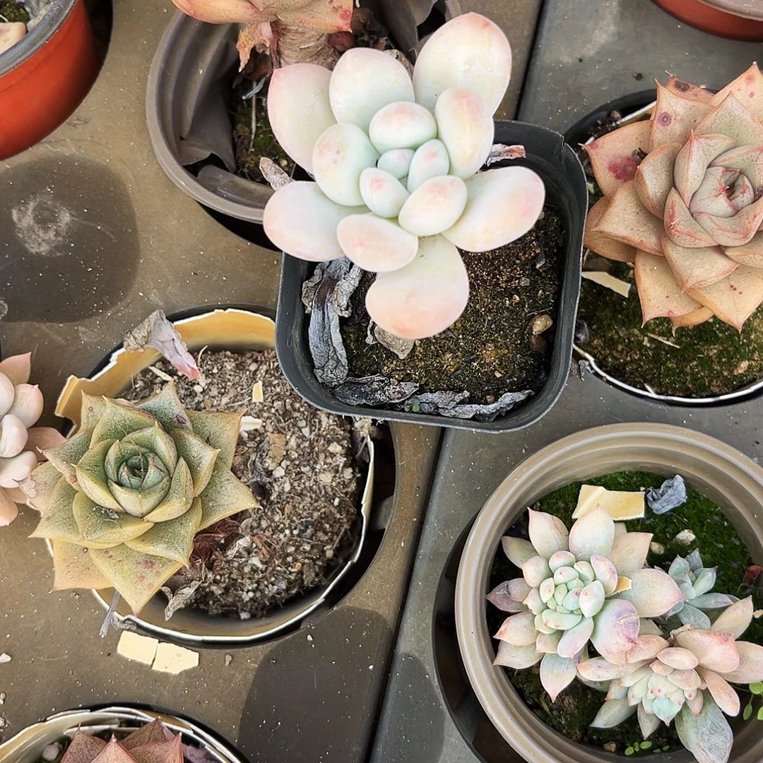 A***妞190多肉植物提取啊