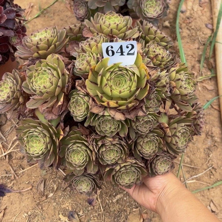 万拉丝多肉植物642