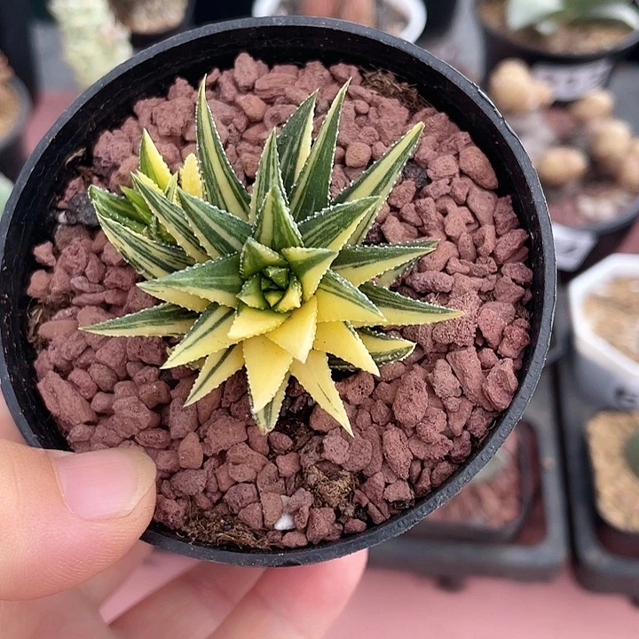 730硬叶鼓笛锦植物