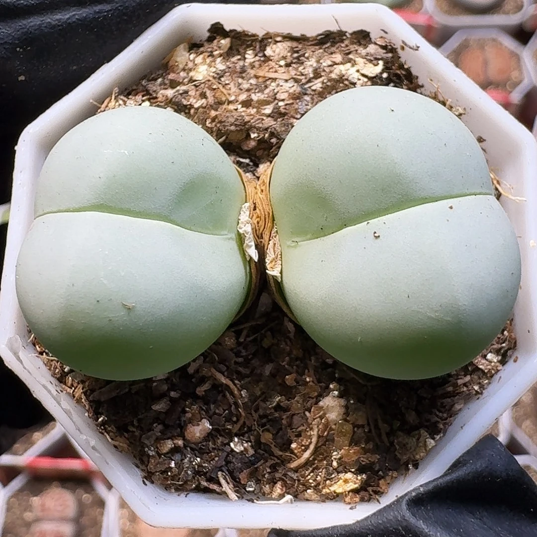 生石花111111。   358