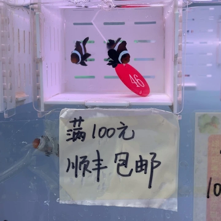 海水鱼精品奥黑礼服一对3.5-4