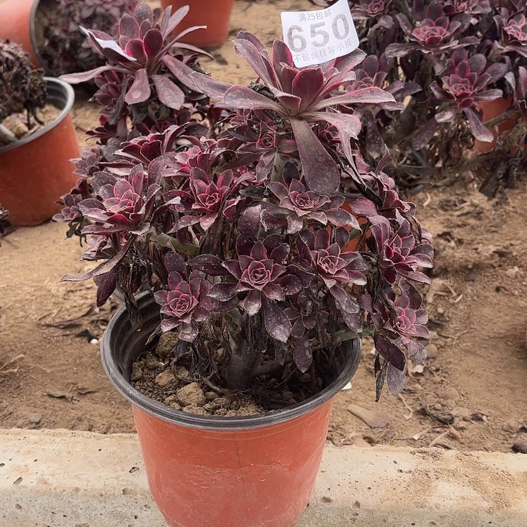 香奈儿650不包断枝