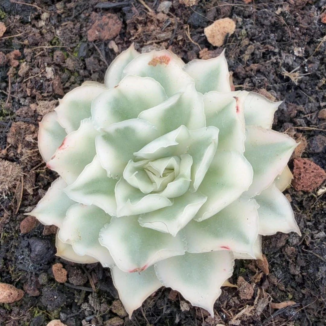 紫蝴蝶锦一刻的锦