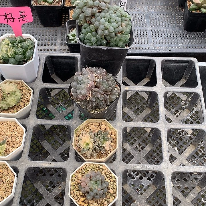 钭***钭玉露锦带盆土发货发货llo