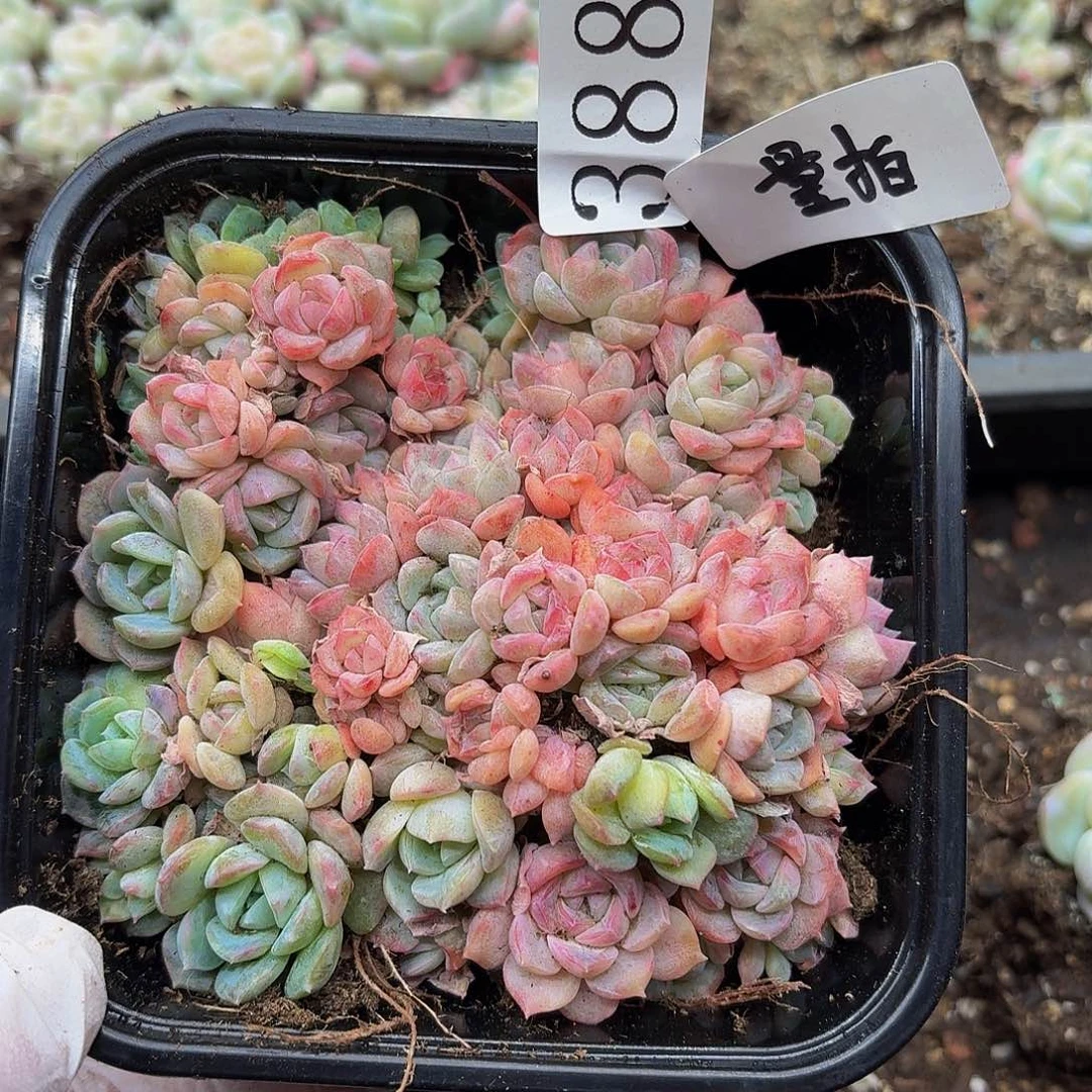 多肉植物多肉植物388量拍