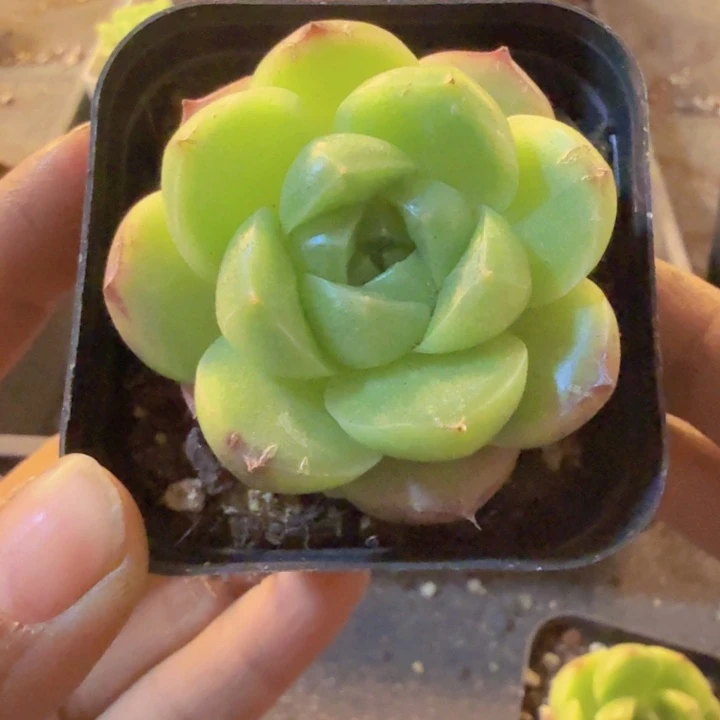 476，带盆带土发货