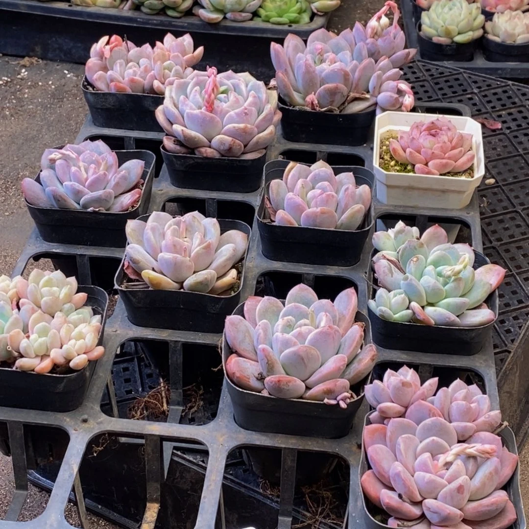 193多肉植物保护研究所所长助理研究员