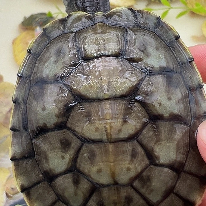 绿毛龟母巴西龟11111