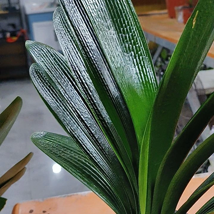 完全开放好五洲植物乐园