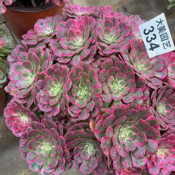 蓓***心霁月丛林老桩334肉肉