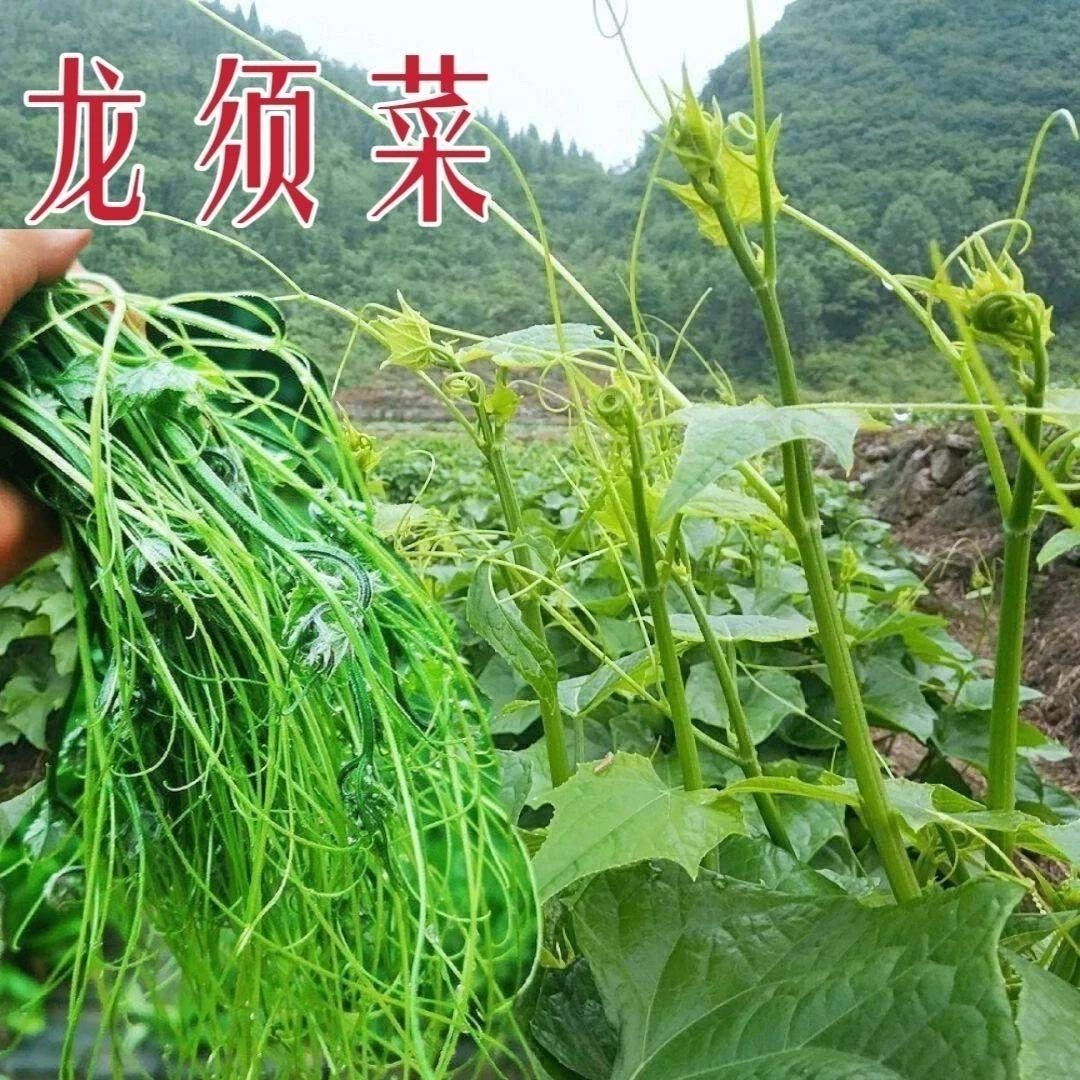 摘不败好吃丝瓜尖种子龙须菜耐热菜四季丝瓜藤尖苗农家蔬菜孑