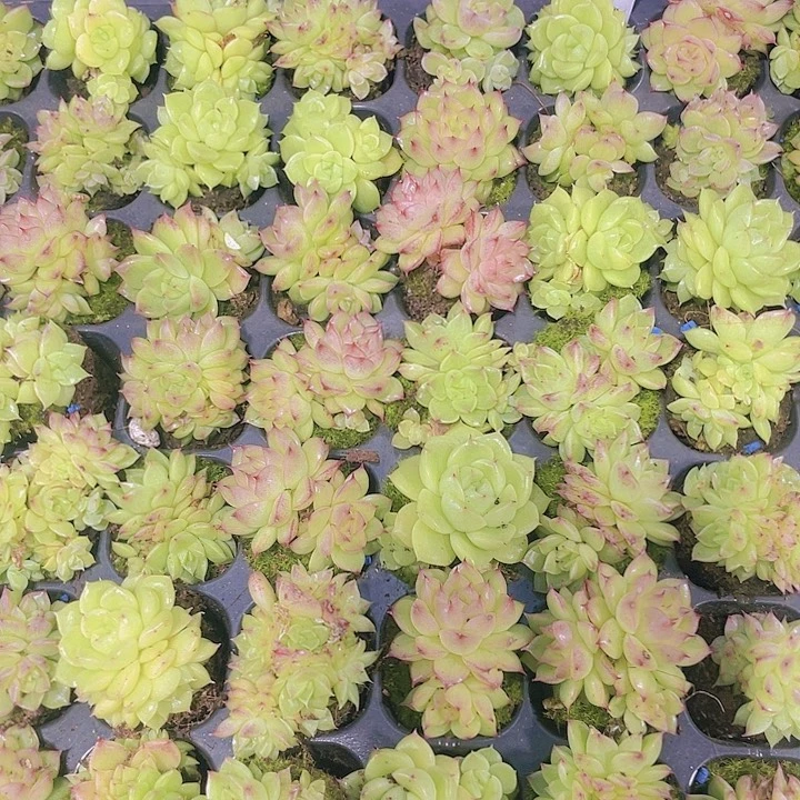樱花麦杆【满10颗包邮】