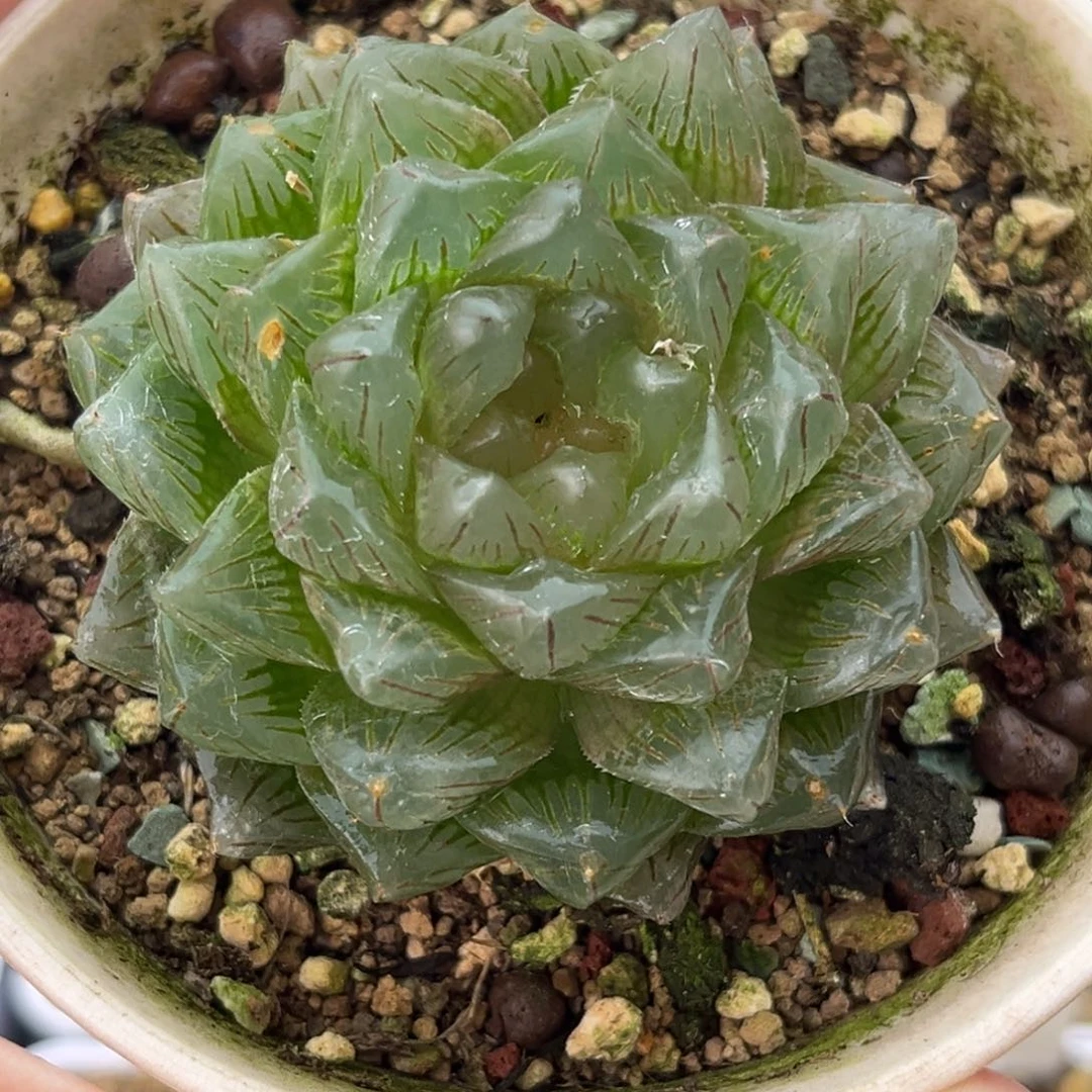 38潘氏冰川玉露锦十二卷多肉