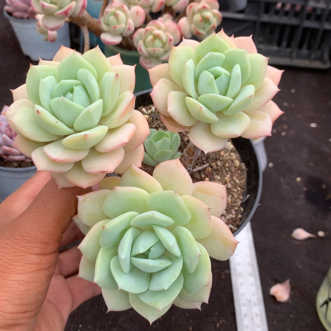 清洁面产品及护肤品牌系列